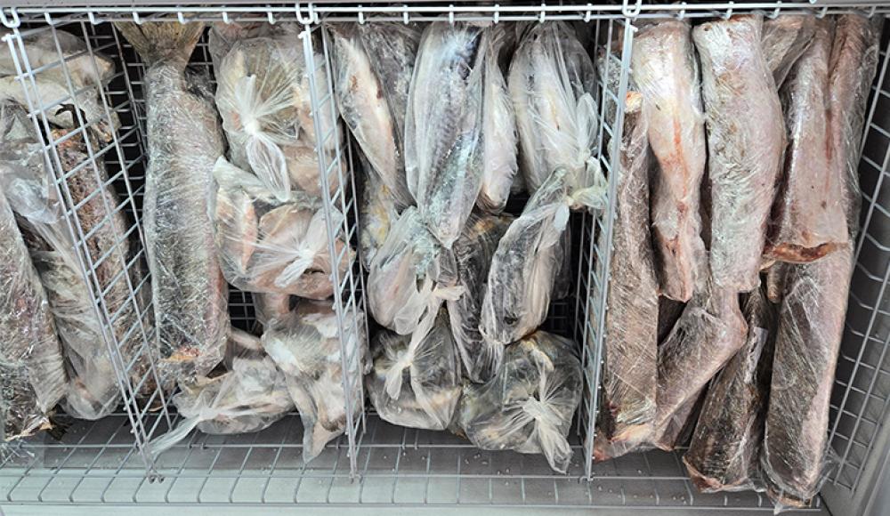 РЫБОМАНИЯ ЖИВАЯ РЫБА