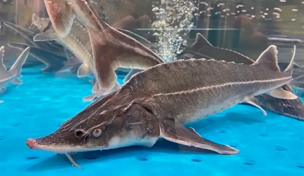 РЫБОМАНИЯ ЖИВАЯ РЫБА