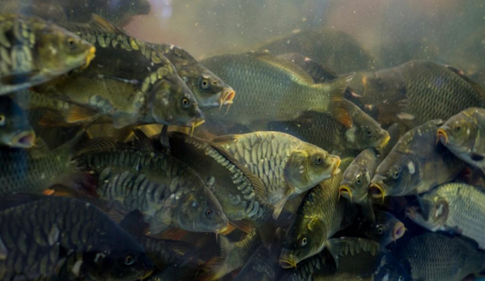 РЫБОМАНИЯ ЖИВАЯ РЫБА