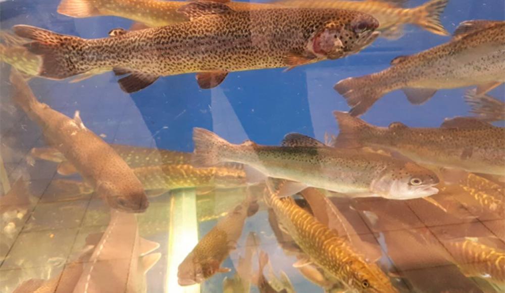 РЫБОМАНИЯ ЖИВАЯ РЫБА